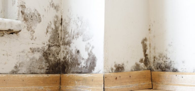 Mouldy wall