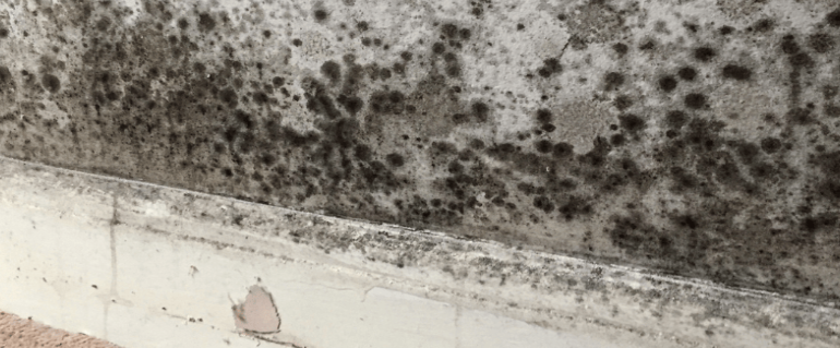 mould mites