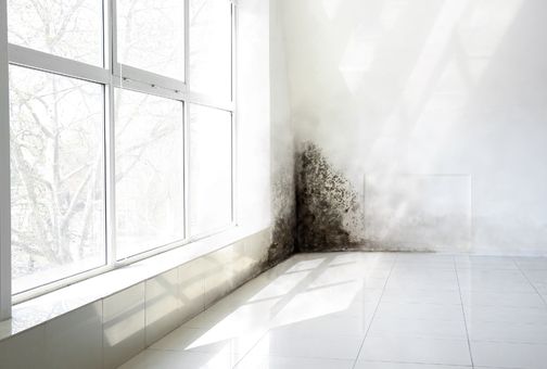 mouldy corner