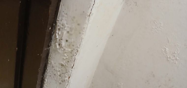 White mould on white wall