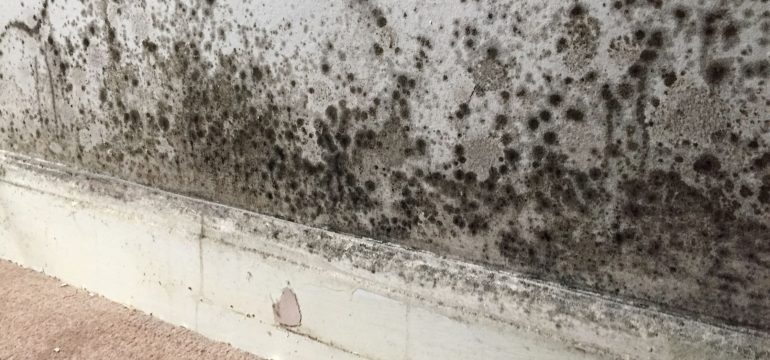bleached black mould on a wall