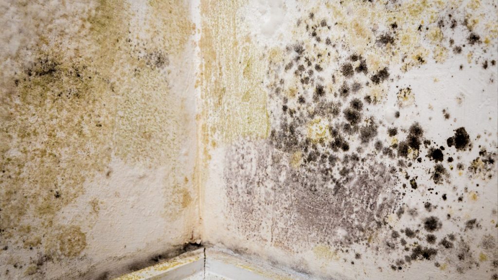 black mould in a corner