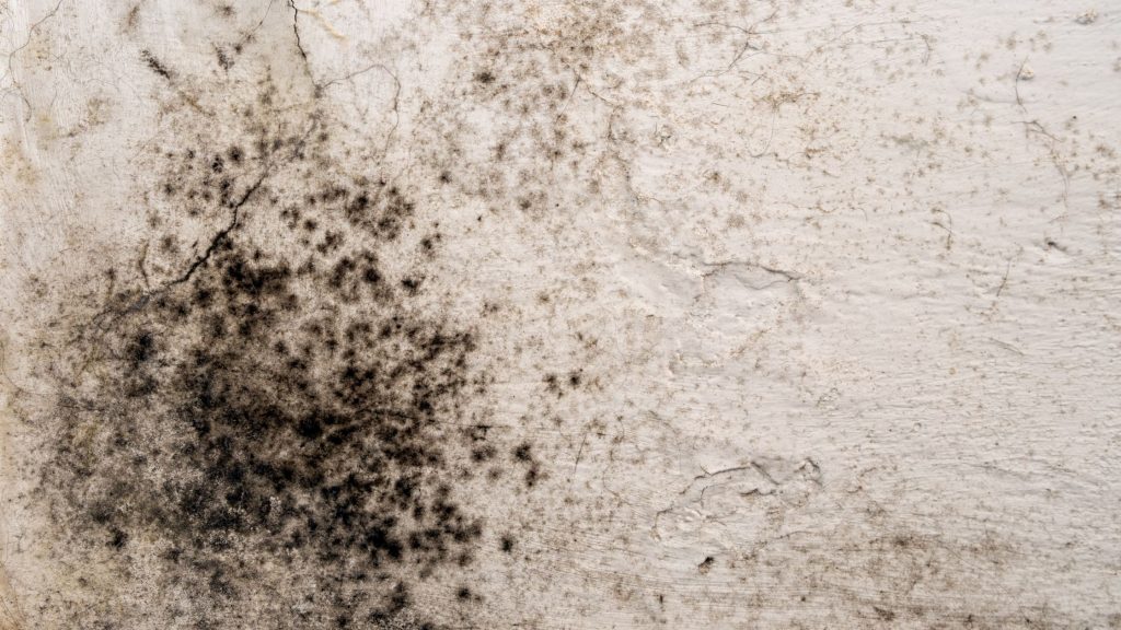 Black mould damaged wall